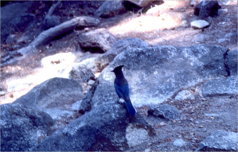 Looking for handouts from hikers